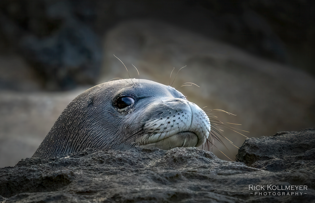 Ocean, Plastic and Me!: Protect ~ “Hawaiian Monk Seals” 2